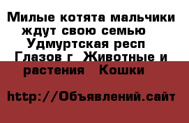 Милые котята-мальчики  ждут свою семью.  - Удмуртская респ., Глазов г. Животные и растения » Кошки   